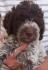 Lagotto romagnolo stenc