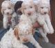 Lagotto romagnolo stenc