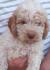 Lagotto romagnolo stenc