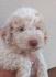 Lagotto romagnolo stenc