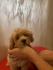 Maltipoo štene