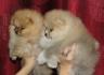 Pomeranac, Pomeranian, Boo stenci