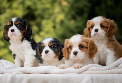 CAVALIER KING CHARLES  spaniel štenci
