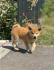 Japanska Akita Inu štenci