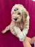 Pudla