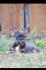 Francuski buldog