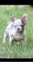 Francuski buldog