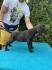 Štenci CANE CORSA,   stari 2 meseca