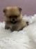 Pomeranac BOO medvedići
