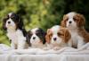 CAVALIER KING CHARLES  spaniel štenci
