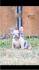Francuski buldog