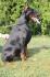 Doberman stenci