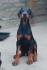Doberman, štenci