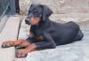 Doberman, štenci