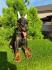 Doberman štenci