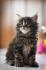 Maine Coon mačići