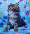 Maine Coon mačići
