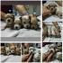 Maltipoo stenci