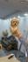 Maltipoo stenci
