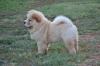 Na prodaju chow chow stenci, zenkice