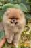 Pomeranac Boo štenci