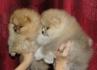 Pomeranci,Pomeranian,Boo štenci