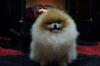 Pomeranci,Pomeranian,Boo štenci