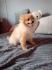 Pomeranski spic
