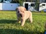 Shar pei – šar pej stenci