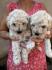 Toy poodle ostenjene 1. jula