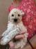 Toy poodle ostenjene 1. jula