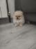 Pomeranski spic