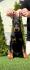 Doberman prelepi stenci