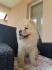 Chow Chow,Cau Cau,zensko stene