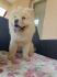 Chow Chow,Cau Cau,zensko stene
