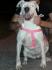 Na prodaju štenci Dogo Argentino