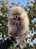 Pomeranac / Pomeranian / Boo štenci